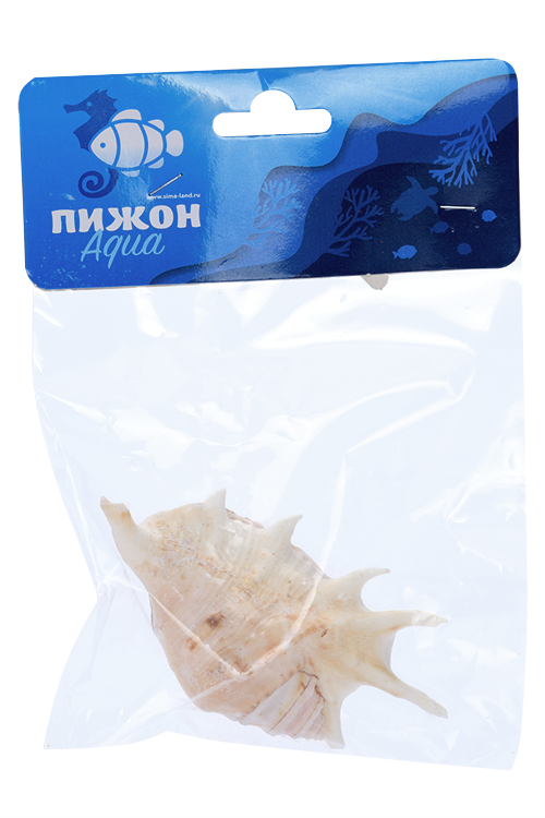 Ракушка декоративная, 11-12 см